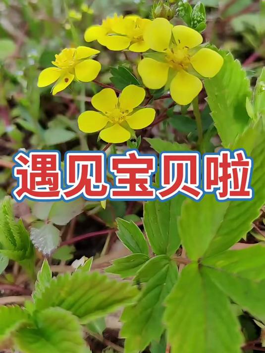 特别像草莓的 莓叶委陵菜
