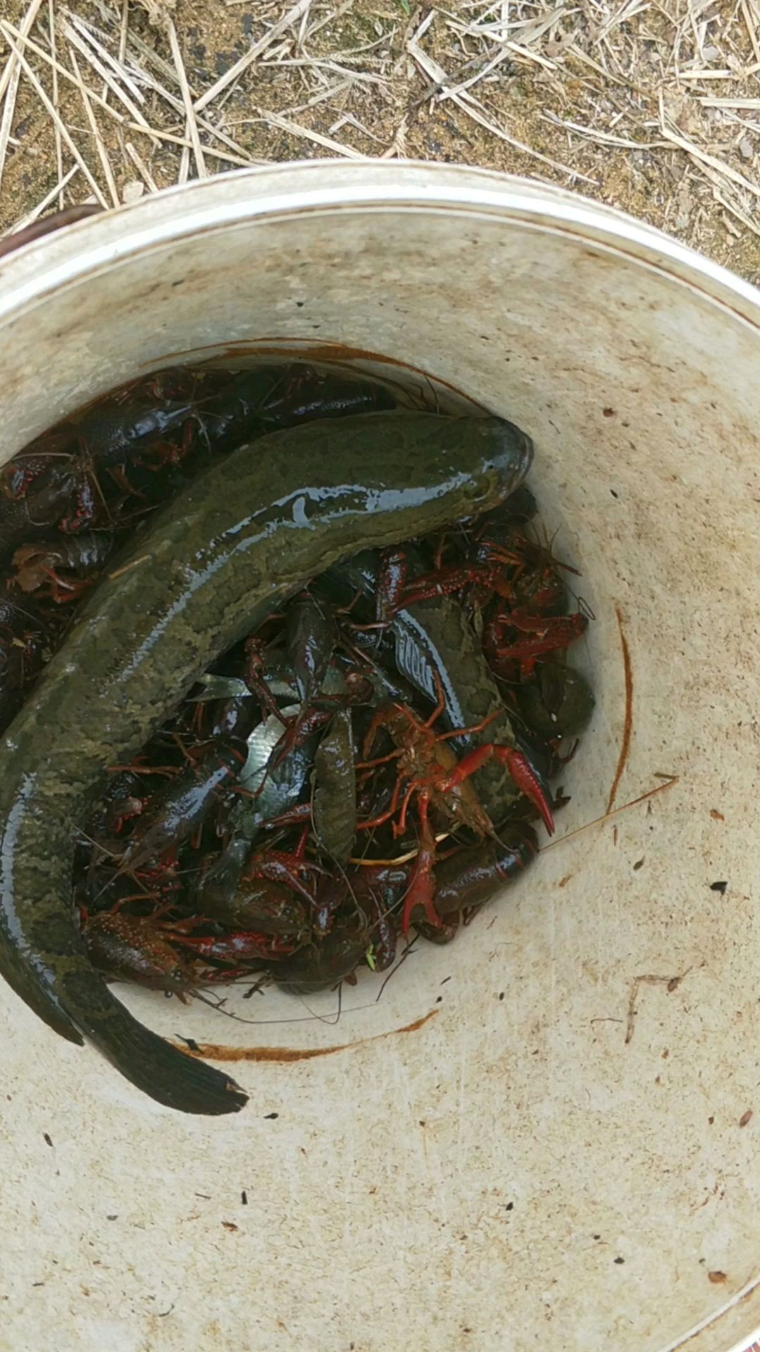 又倒了这么些鱼获,小江为什么那么恨黑鱼