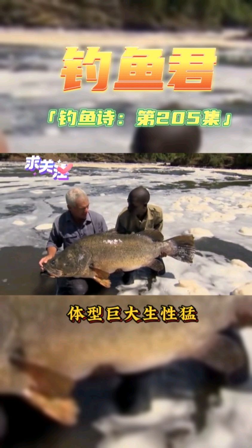 钓鱼君之钓鱼口诀:第205集(钓尼罗河鲈鱼)鱼类百科钓过此鱼吗