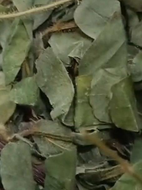 解锁清凉新喝法！鸡骨草煮凉茶、配蜜枣的消暑升级指南