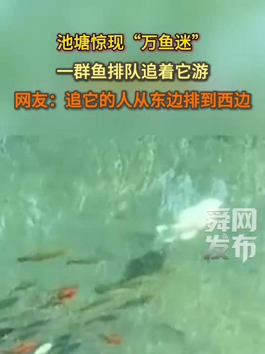池塘惊现“万鱼迷”,一群鱼排队追着它游,网友:追它的人从池塘东边排到西边