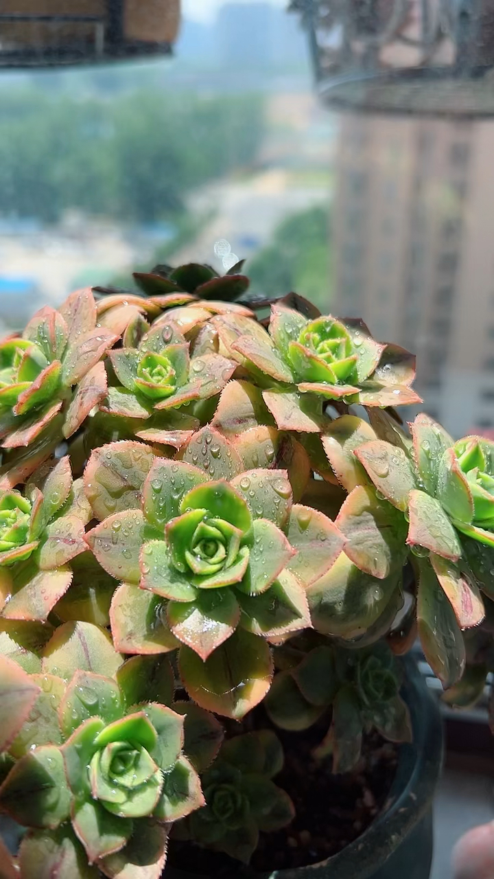 灿烂法师要如何度夏?断水吗?
