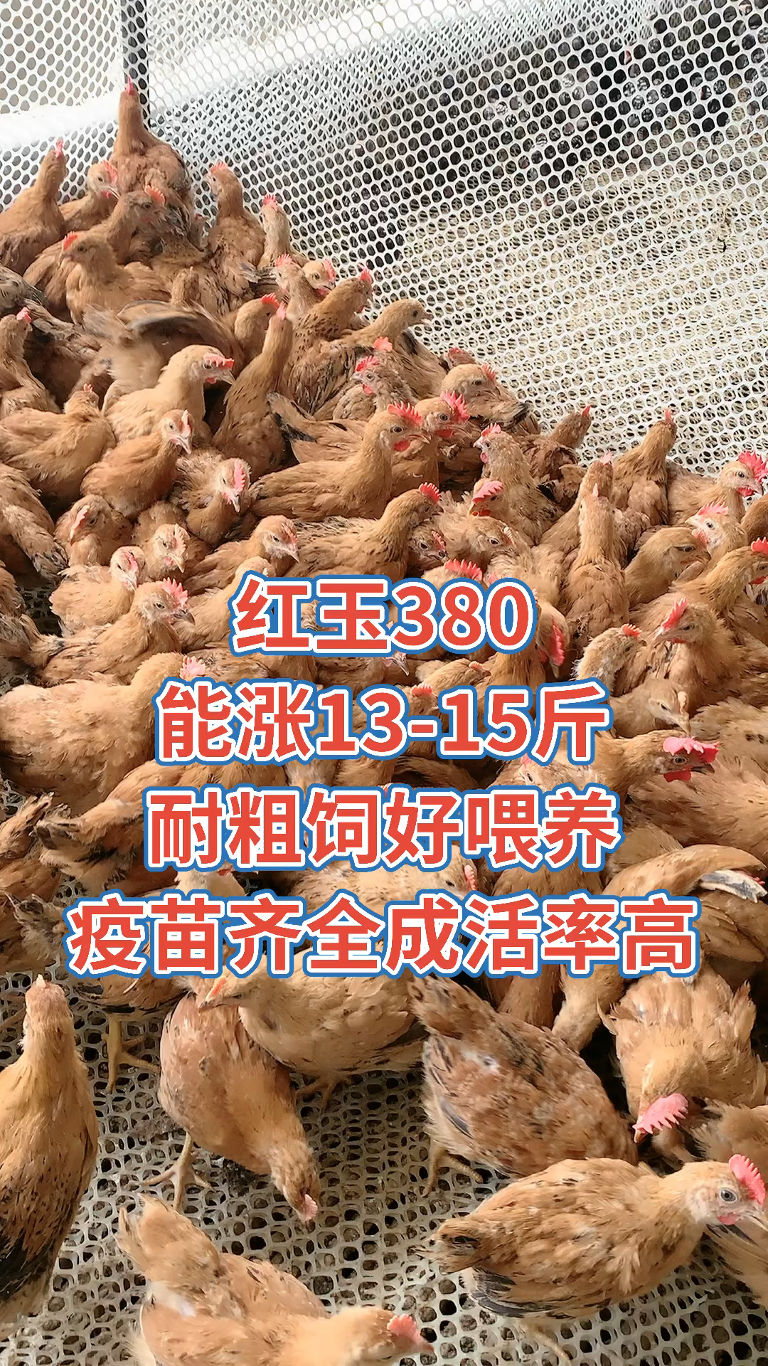 红玉鸡九斤红大红鸡