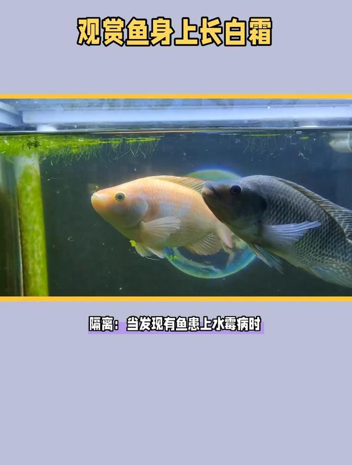 观赏鱼身上长白霜怎么办