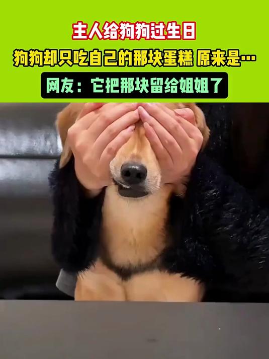 人给狗狗过生日，狗狗却只吃自己的那块蛋糕，原来是……。网友：它把那块留给姐姐了