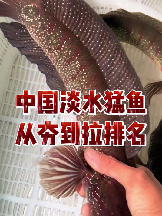 中国淡水猛鱼从夯到拉排名