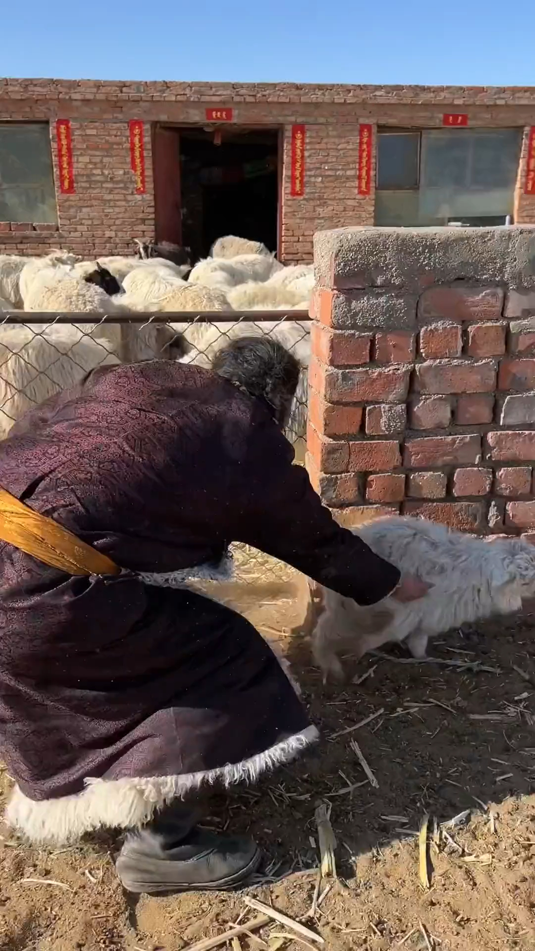 小羊肉串们真可爱 #乡村守护人 #小羊羔