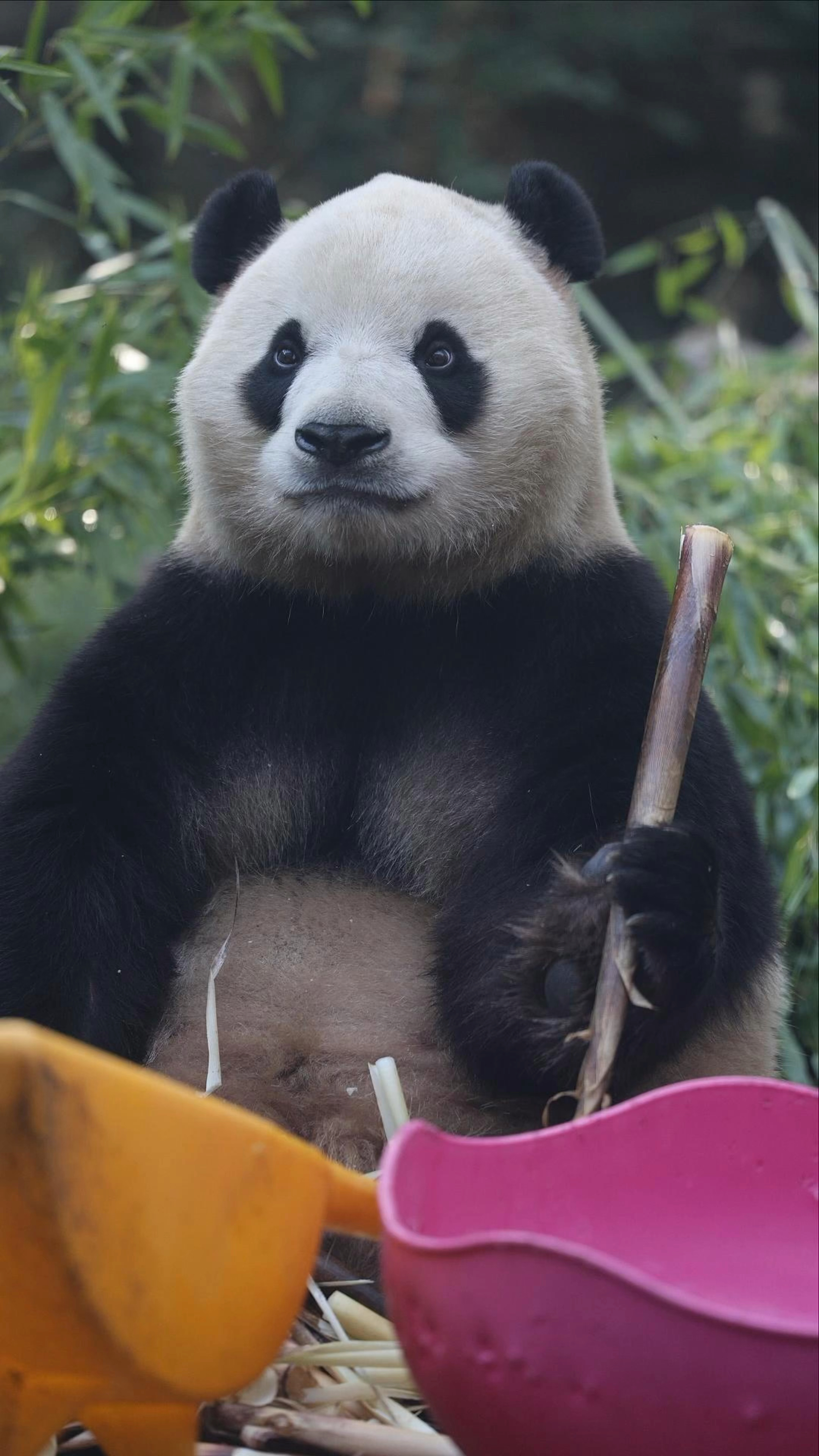 快来看啊!这有一头长的像熊猫的胖企鹅诶!#大熊猫福星