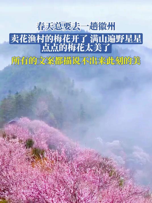 春天总要去一趟徽州,卖花渔村的梅花开了,满山遍野星星点点的梅花太美了,所有的文案都描说不出