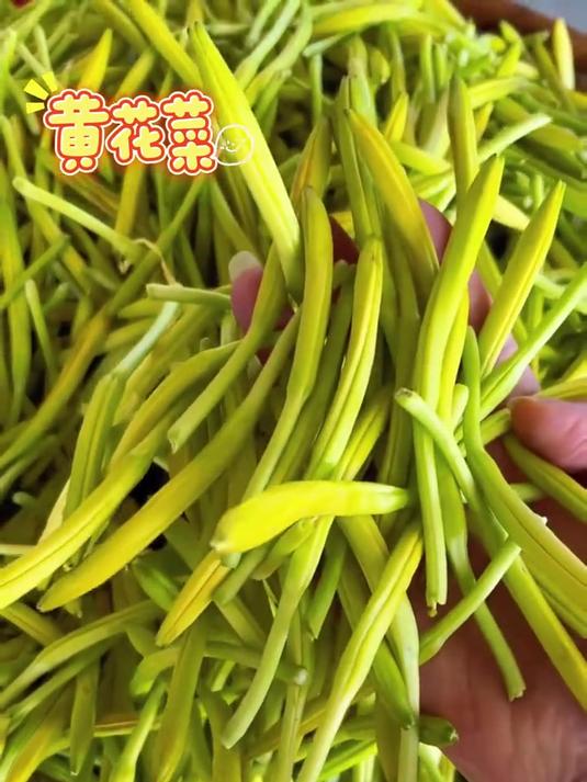 现在正是种植黄花菜的最佳时间,营养丰富,产量高