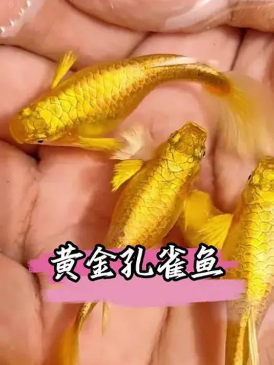 黄金孔雀鱼:贵气如“豪门千金”却超好养!