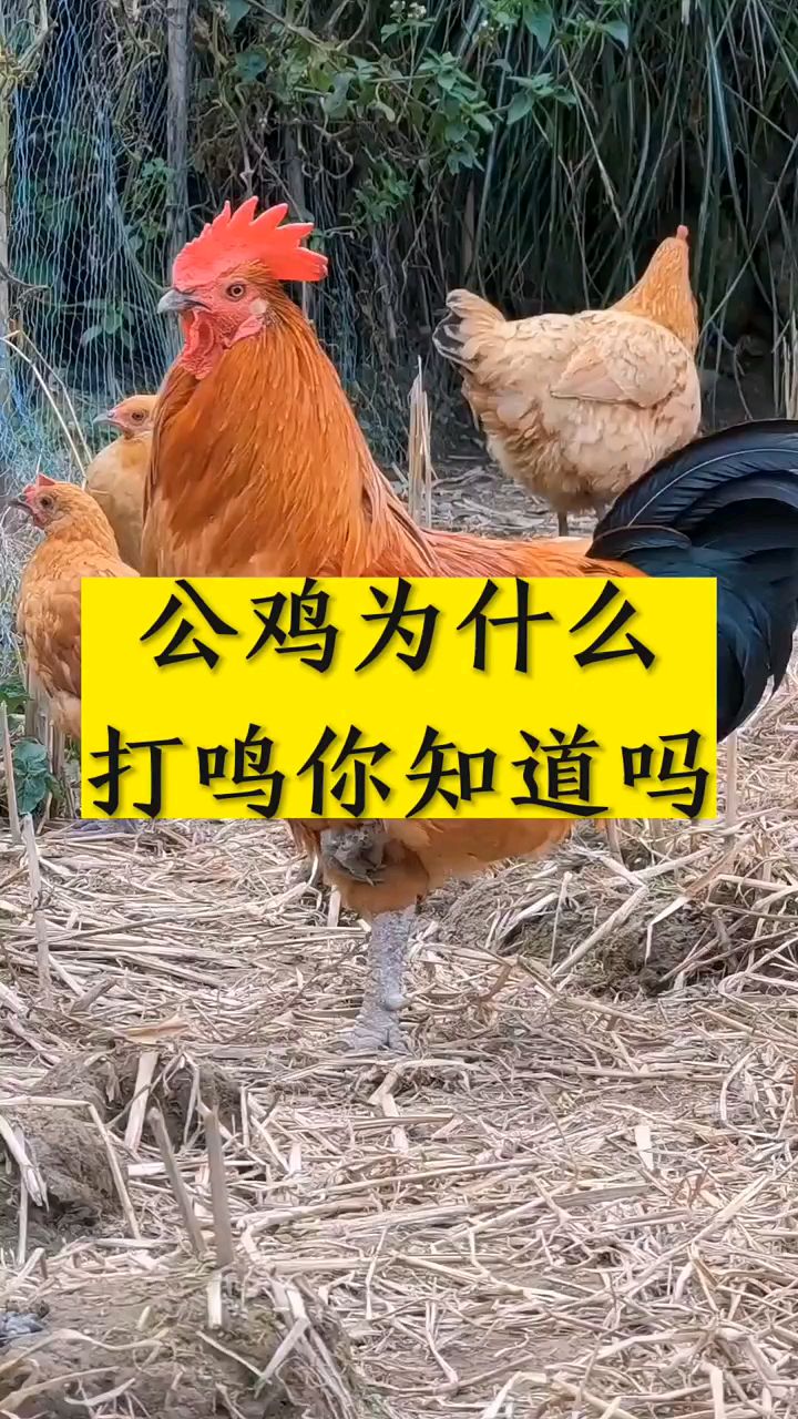 公鸡为什么打鸣你知道吗