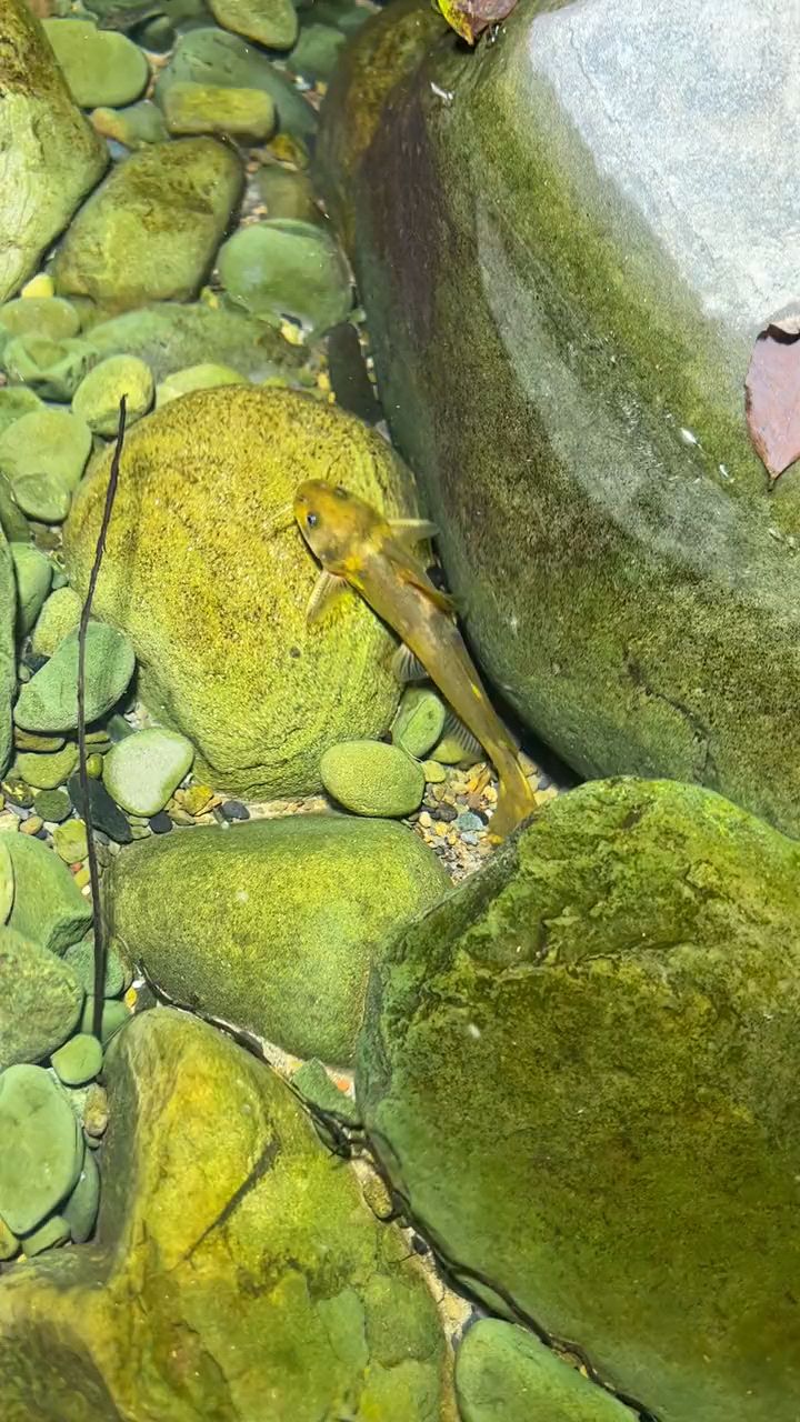 野生黄骨鱼煲汤应该不错