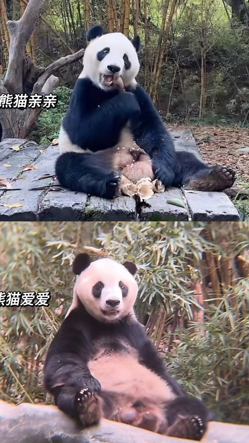 会听粤语的大熊猫亲亲和上一休三的爱公子,是一对双胞胎兄弟。