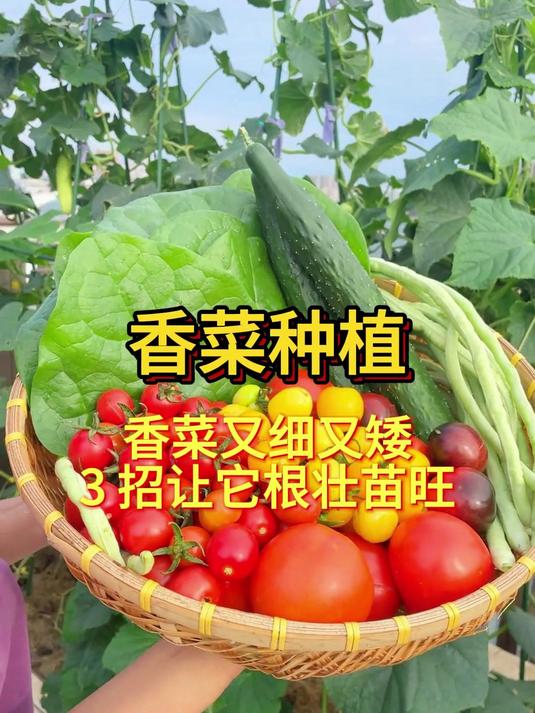 香菜又细又矮?3 招让它根壮苗旺!