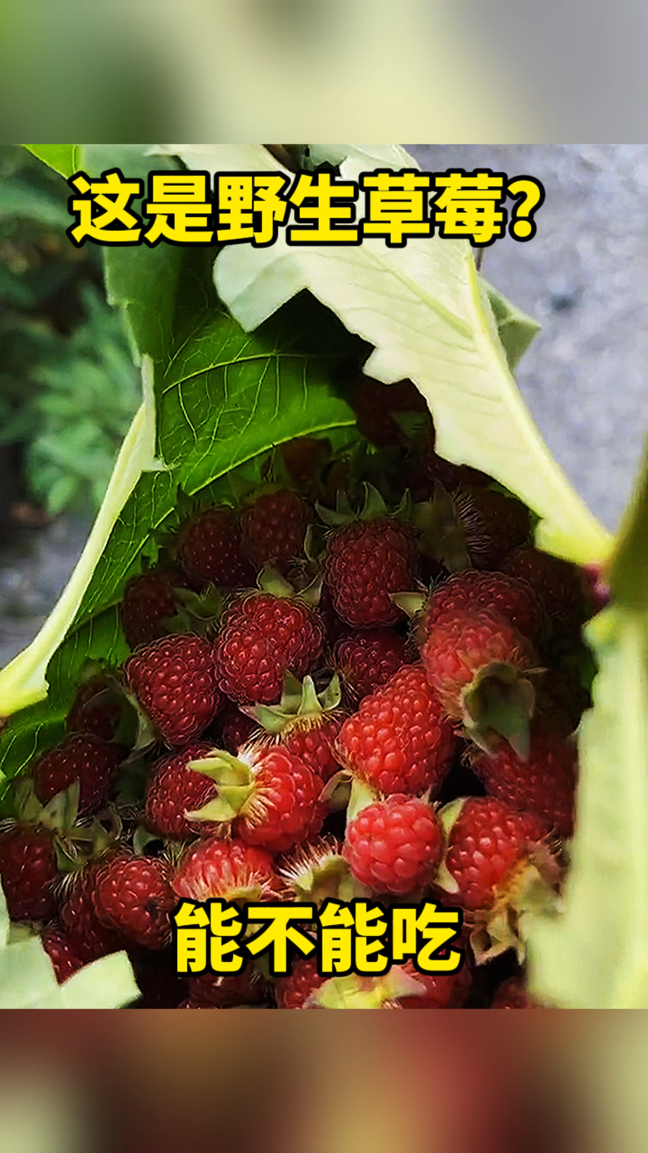 这是野生草莓?能不能吃