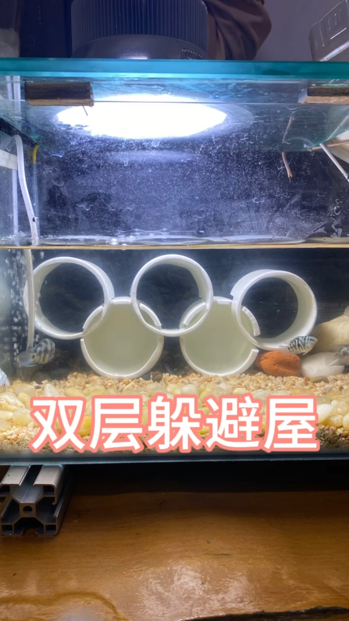 双层躲避屋#养鱼 #水族