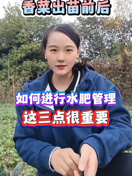 香菜出苗前后,如何进行水肥管理