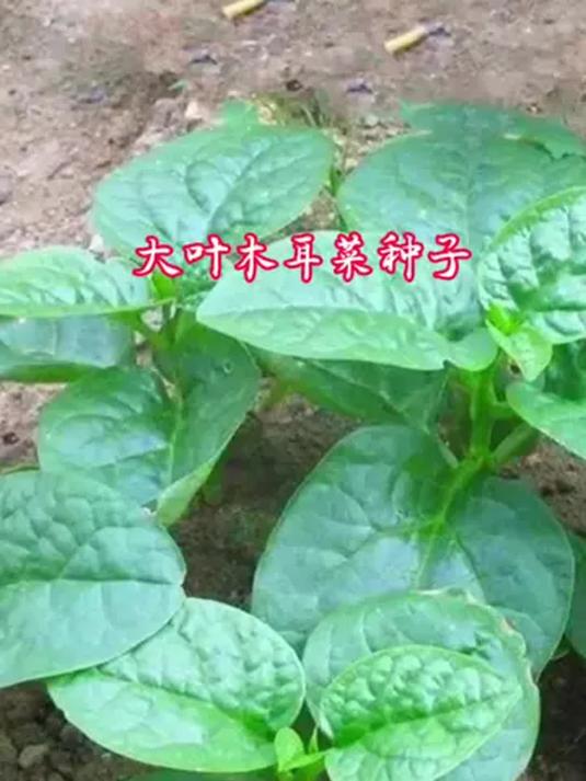 「满 5 包就包邮」木耳菜种子 四季可种 阳台小院皆行