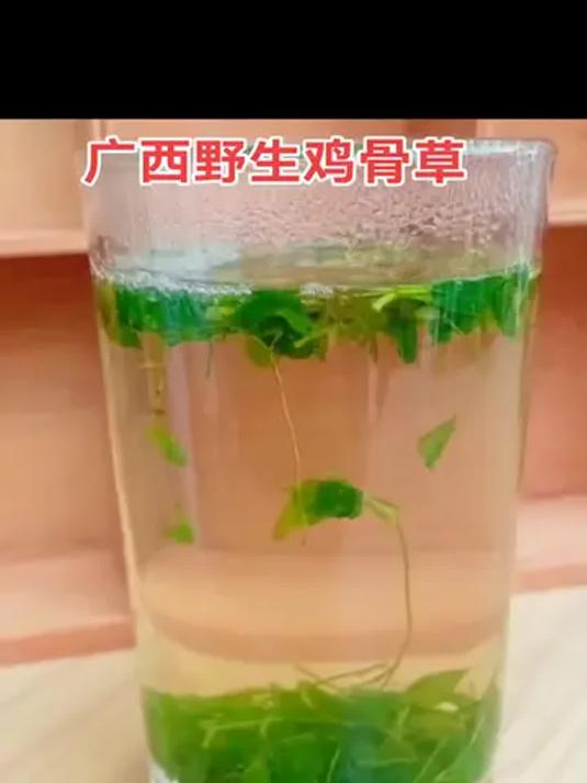 广西野生鸡骨草 100g 炒干 泡茶超棒 纯天然无添加