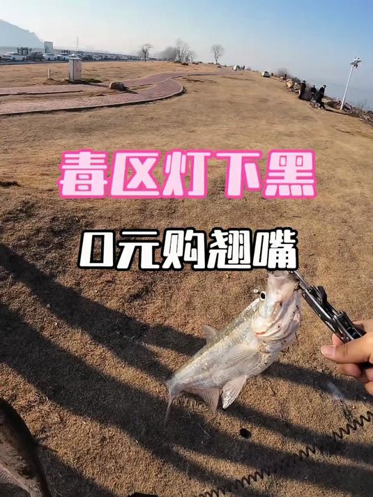 毒区灯下黑，最危险的地方就是最安全的地方 路亚 路亚翘嘴