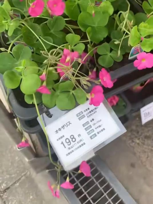 看看日餐店的菜单价格如何