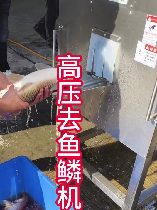 还在为手工去鳞效率低而烦恼?来看看这台高压去鱼鳞机!