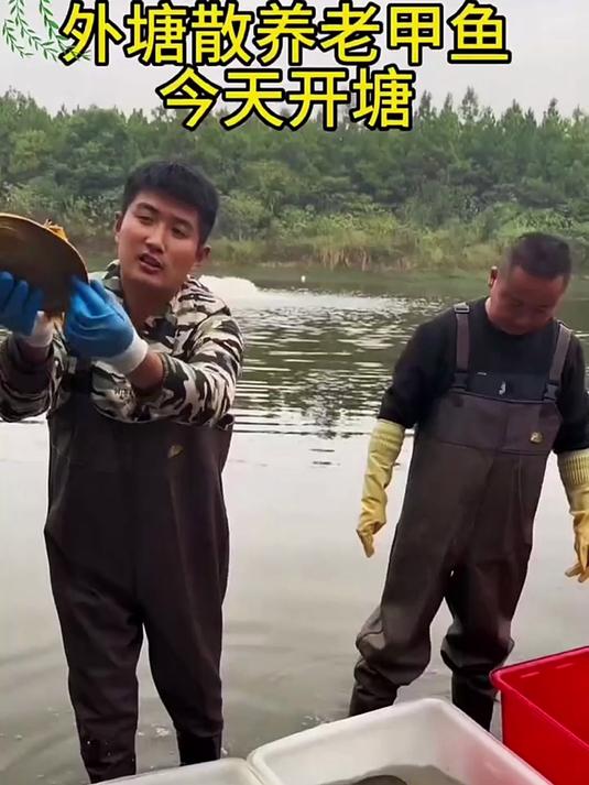 原生态外塘水域,甲鱼肆意撒欢,肉质紧实,营养满满