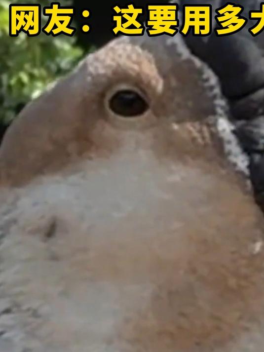 100斤的狮头鹅有见过吗，身长能有1米多高