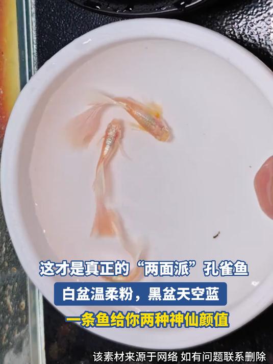 这才是真正的“两面派”孔雀鱼， 白盆温柔粉，黑盆天空蓝#宝藏城市漫游记#