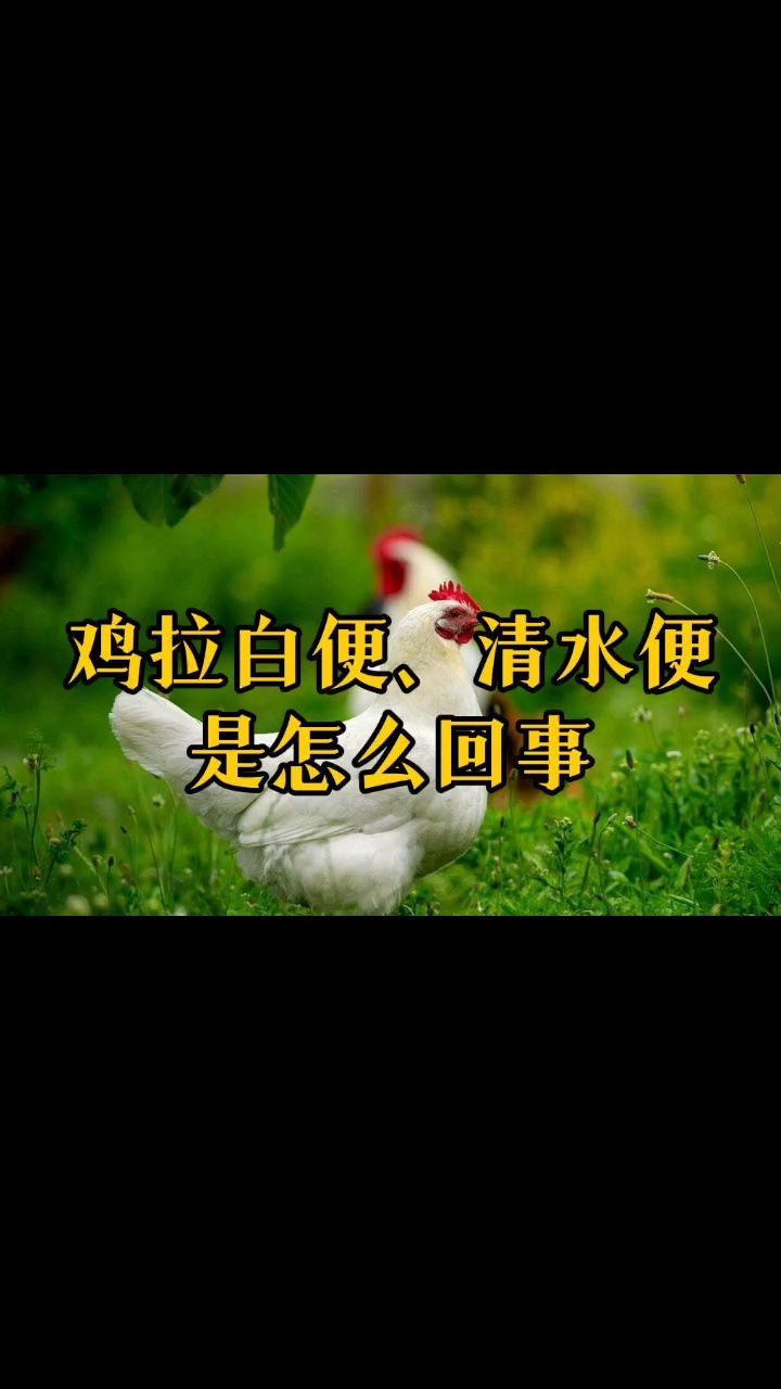 鸡拉白便、清水便、是怎么回事