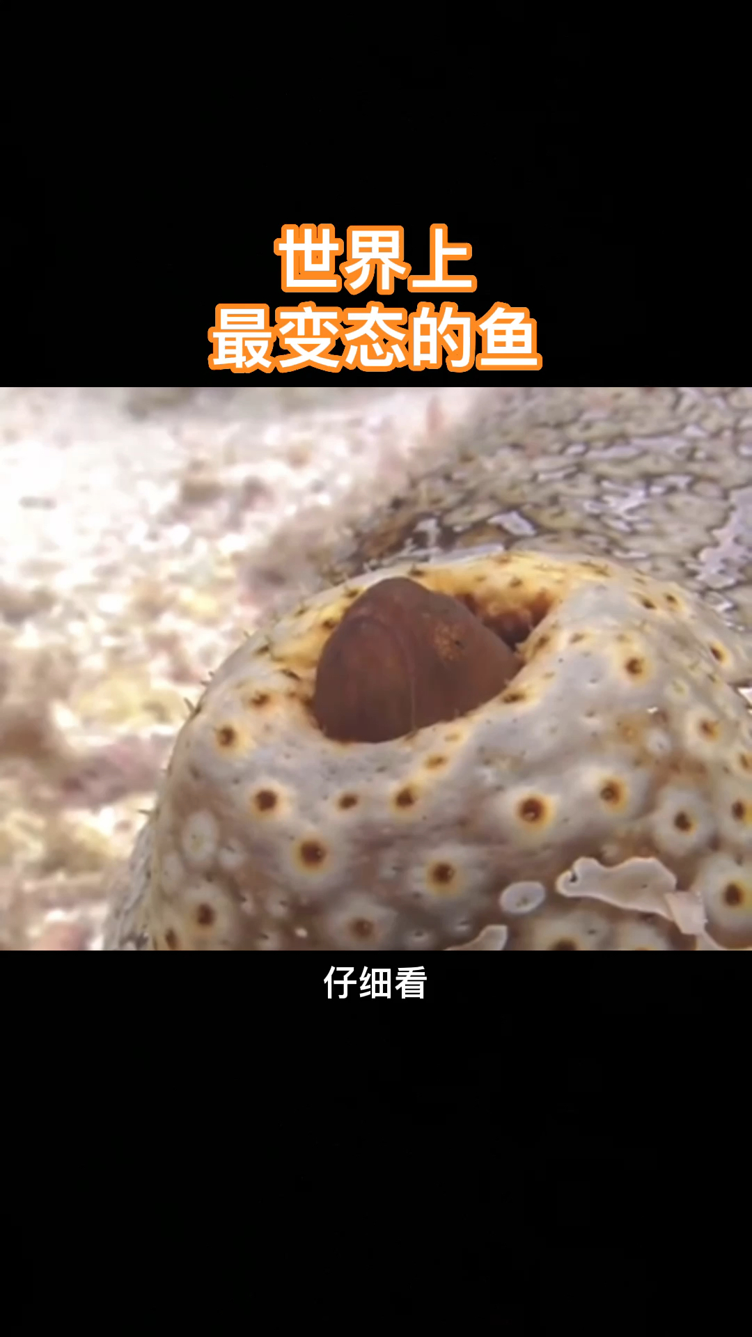 海里最变态的鱼