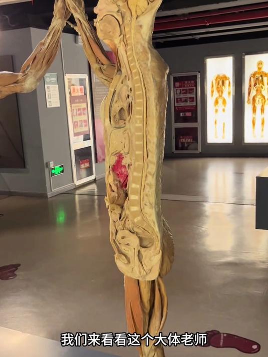断面的大体老师!展示人体结构关系