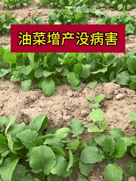 油菜增产没病害,全是因为它,让您油菜花籽粒饱满出油率高