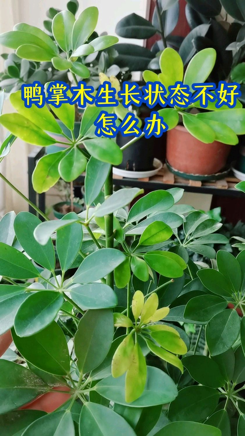 鸭掌木生长状态不好怎么办
