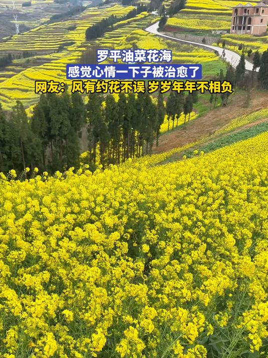 罗平油菜花海，感觉心情一下子被治愈了