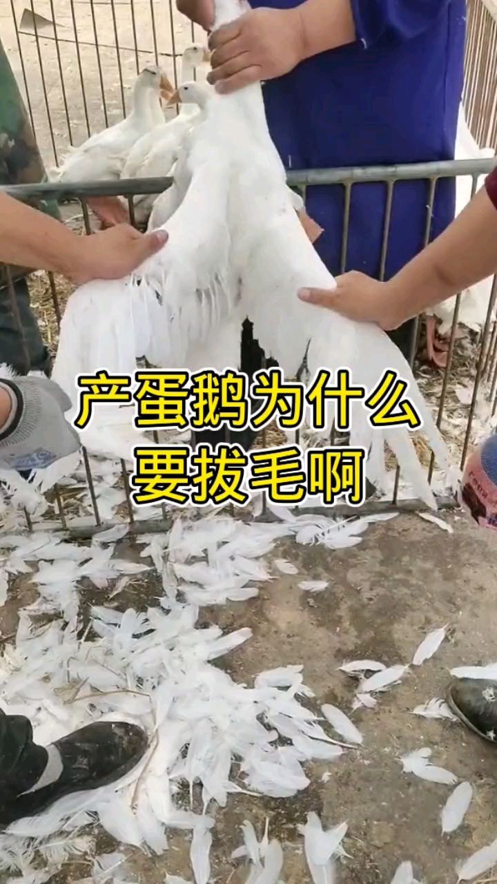 产蛋鹅为什么要拔毛啊