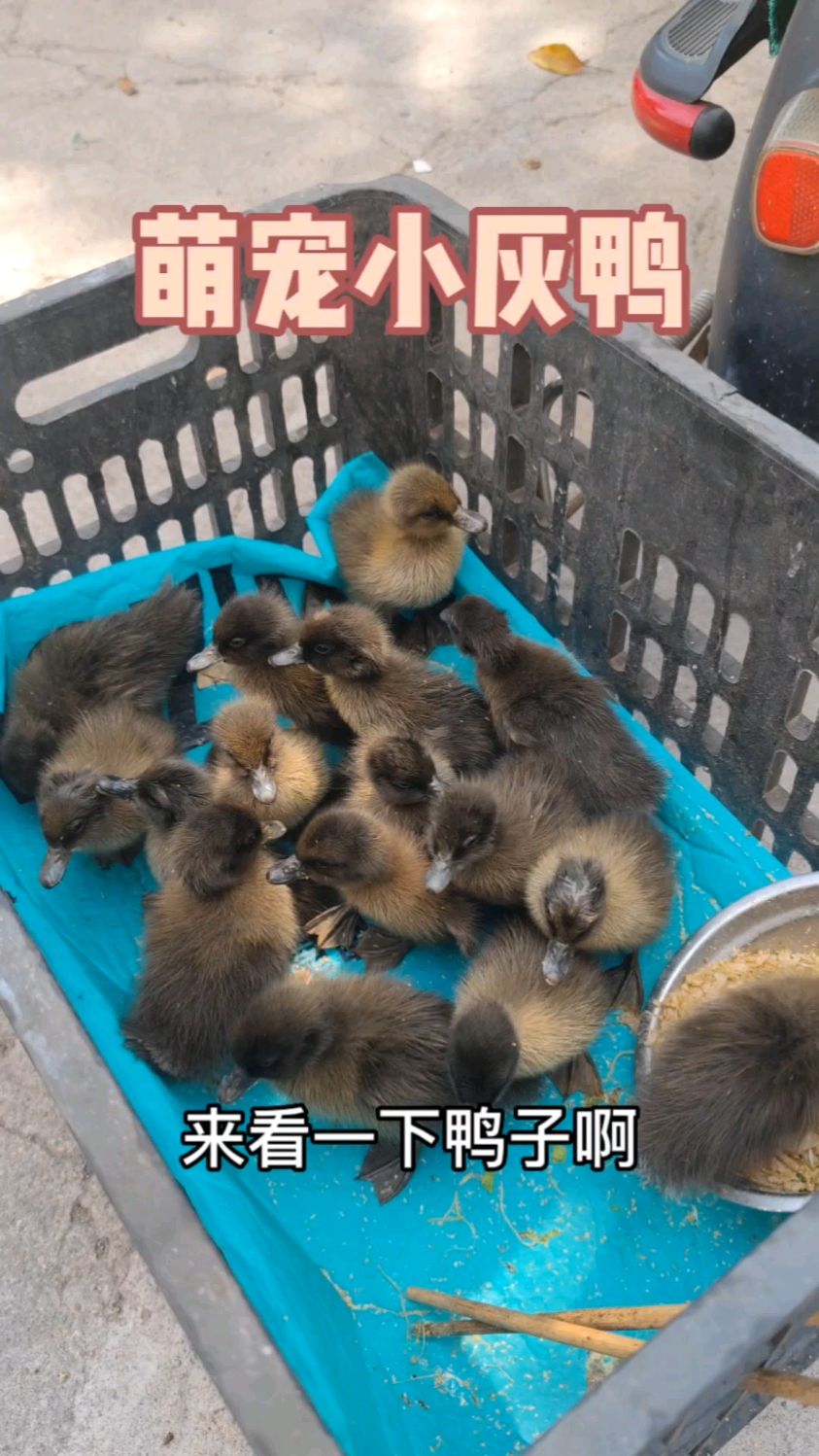 一箩筐萌宠小灰鸭,探头探脑,憨态可掬