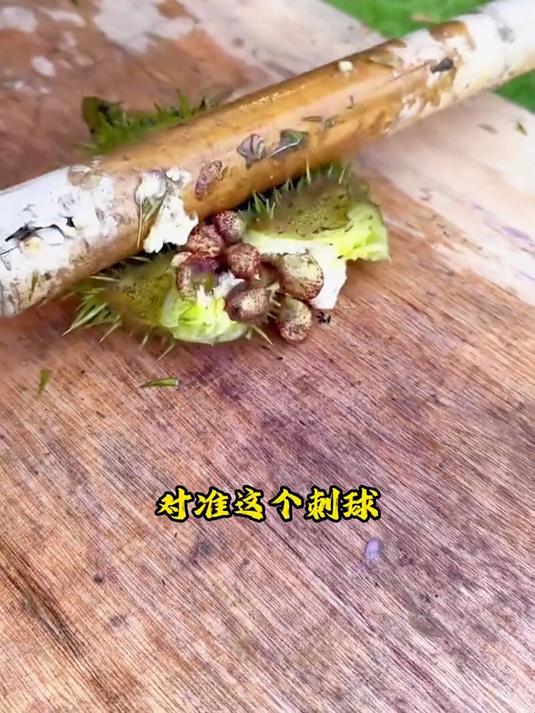 这就是收割鸡头米的过程，真是太有趣了，值得一看