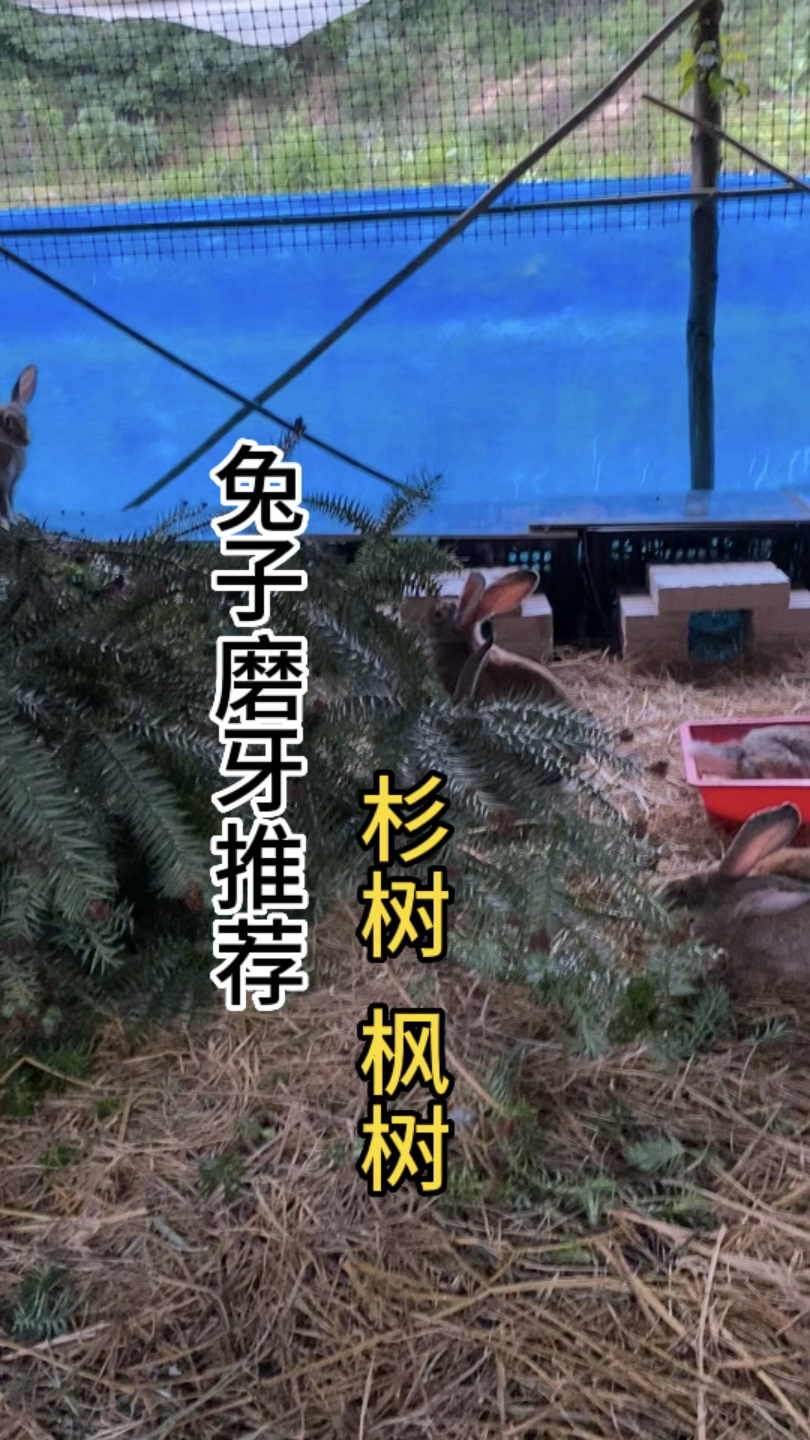 农村养兔,磨牙可选用杉树和枫树,因为兔兔爱啃