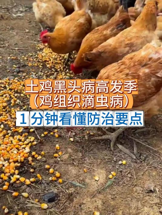 土鸡黑头病（鸡组织滴虫病）高发季1 分钟看懂防治要点