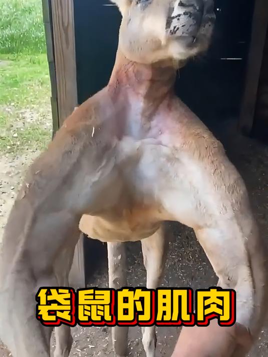 为什么袋鼠身上的肌肉那么发达?