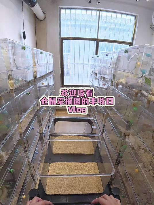 我又来仓鼠采摘园大丰收啦！#仓鼠#金丝熊