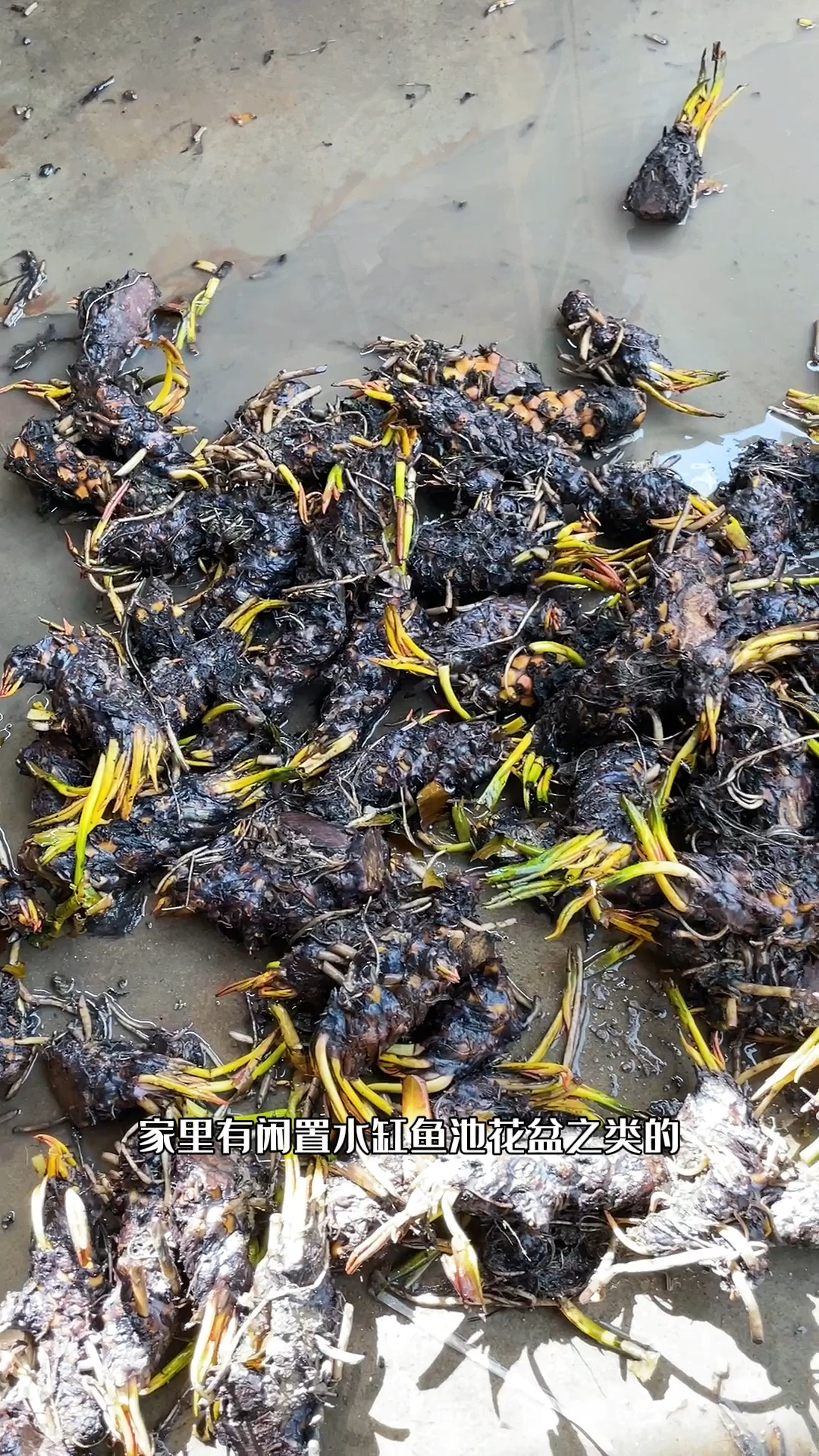 #睡莲 开花非常的漂亮,养护简单 #花卉绿植