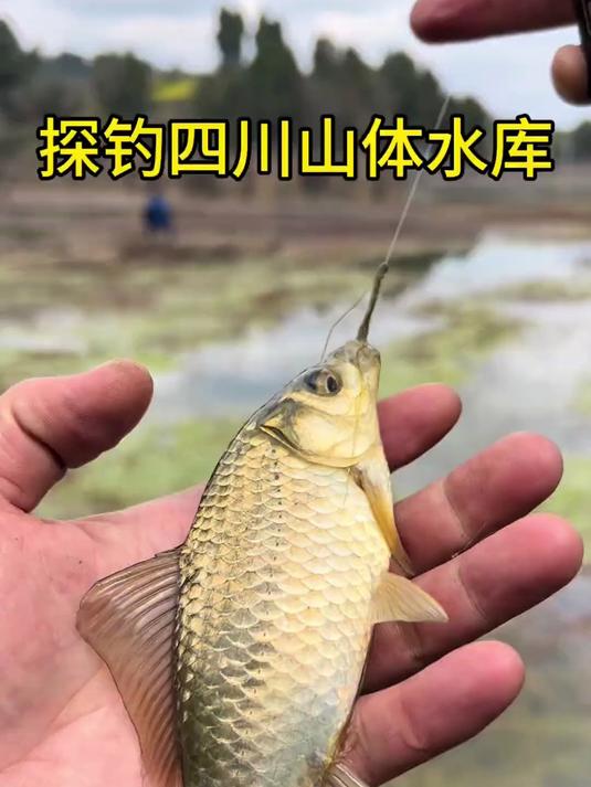 这土鲫鱼也太好钓了吧