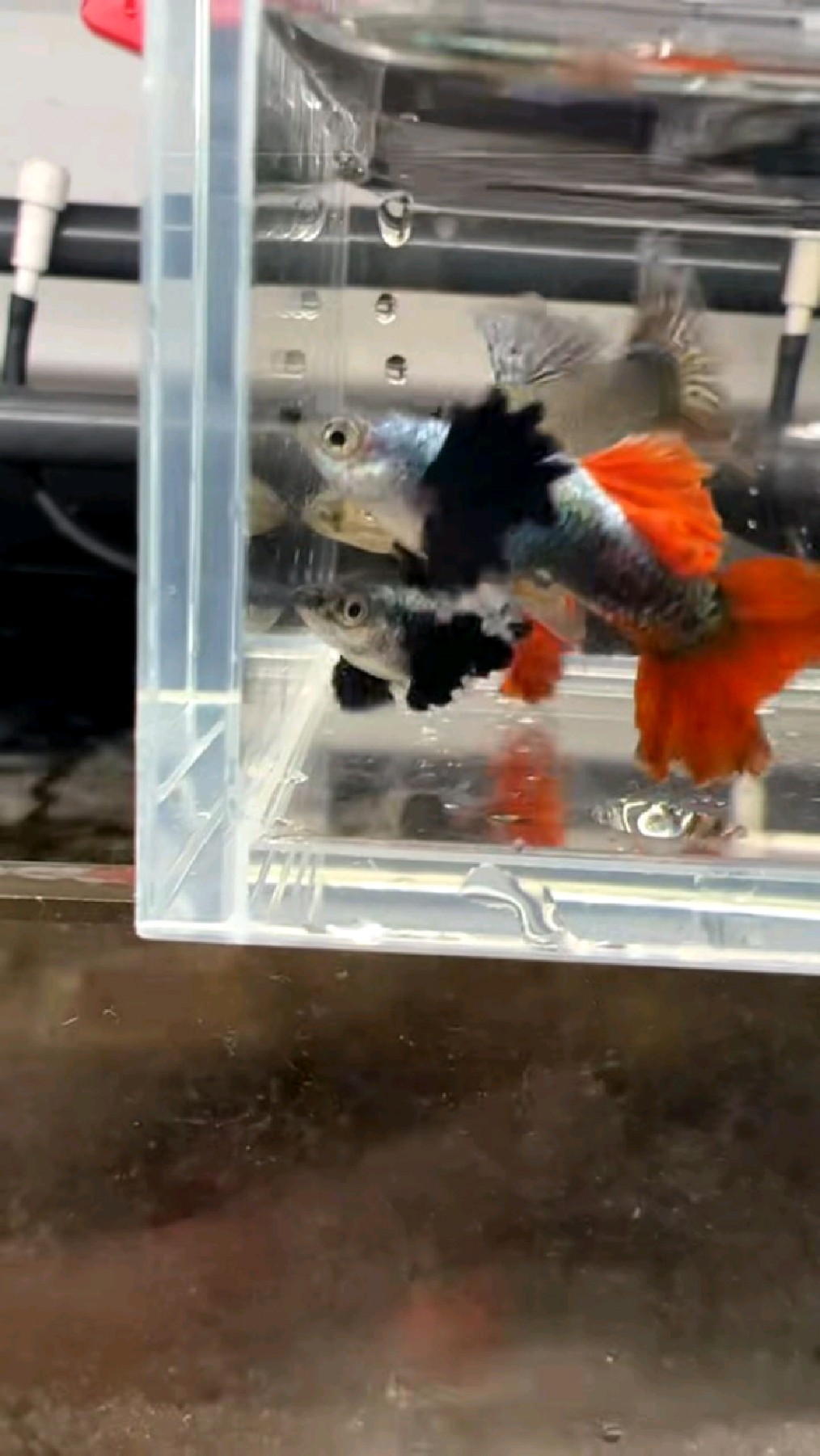 精品大耳朵孔雀鱼