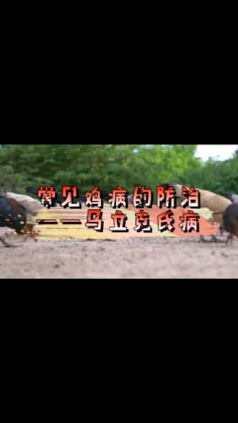 你会对鸡的一些常见病预防和治疗吗?