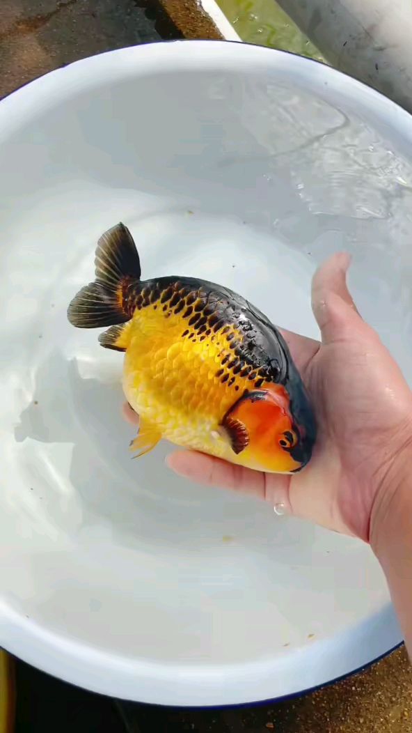 包金兰寿金鱼