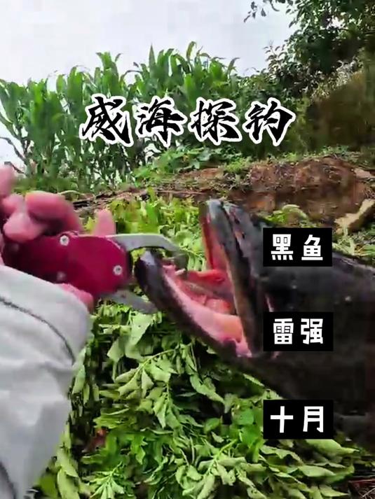 我想回家 雷强打黑