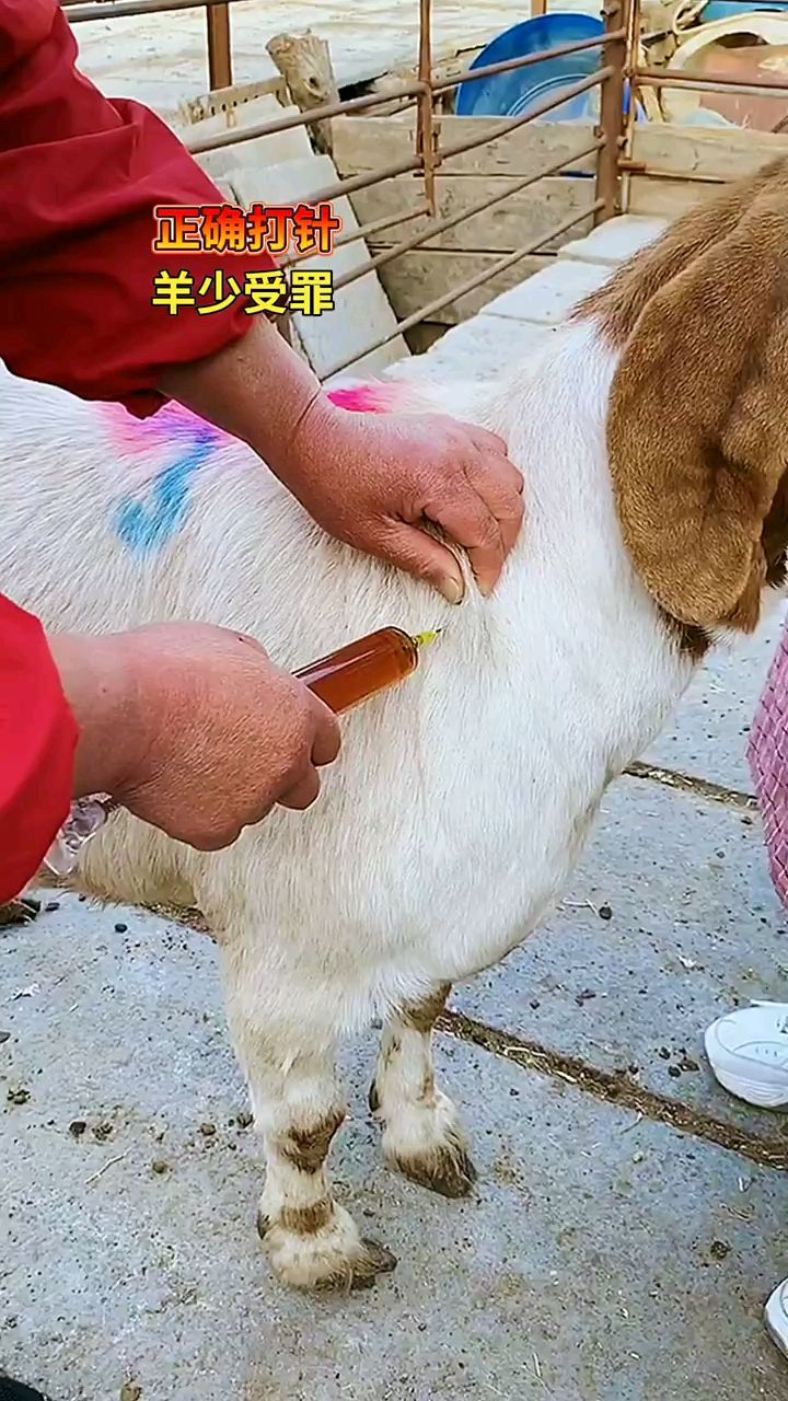 给羊打针,正确的方法